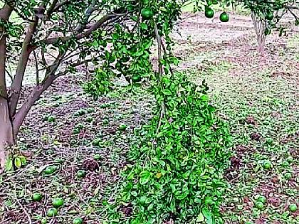 Chance of fungal disease on oranges by hail | गारपीटने संत्र्यावर बुरशीजन्य रोगाची शक्यता