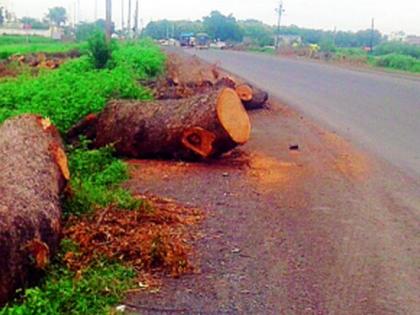 Cross the Tree Permit Rules | रस्ते निर्मितीत वृक्षतोड परवानगी नियमांना फाटा