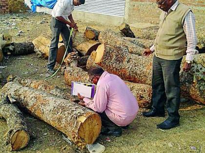 Three trucks in open space seized illegal wood | खुल्या जागेवरील तीन ट्रक अवैध लाकूड जप्त