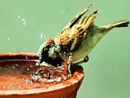 Save the four grains, the sparrows are for the birds! | चार दाणे वाचवू या, चिमण्या पाखरांसाठी!