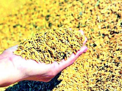 843 farmers apply for subsidized seeds | अनुदानित बियाण्यांसाठी अर्ज केलेल्या 843 शेतकऱ्यांना लागली ‘लॉटरी’ 843 farmers apply for subsidized seeds | अनुदानित बियाण्यांसाठी अर्ज केलेल्या 843 शेतकऱ्यांना लागली ‘लॉटरी’