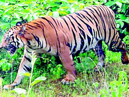 High level meeting of forest department to capture CT-1 tiger | सीटी-1 वाघाला पकडण्यासाठी वनविभागाची उच्चस्तरीय बैठक