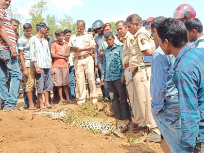 Lying in search of water Accidental death on Mumbai - Goa highway | पाण्याच्या शोधात असलेल्या बिबट्याचा मुंबई - गोवा महामार्गावर अपघाती मृत्यू