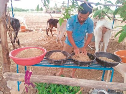 Avalia, who manages to quit her job; A goshala was started in handguns in memory of her mother | नोकरी सोडून गोमाता सांभाळणारा अवलिया;  आईच्या स्मृतीप्रीत्यर्थ हातगावात सुरू केली गोशाळा 