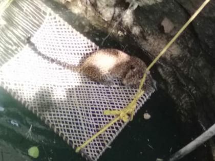 Bibtasya Jeevan, lying in a well in Chandori | चांदोरी येथे विहिरीत पडलेल्या बिबट्यास जीवदान Bibtasya Jeevan, lying in a well in Chandori | चांदोरी येथे विहिरीत पडलेल्या बिबट्यास जीवदान