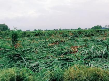 Loss of sugarcane and fodder in Chandori | चांदोरीत ऊस, चाऱ्याचे नुकसान