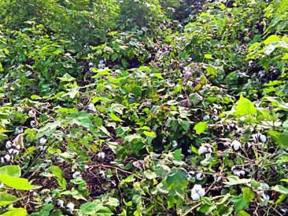 Ropeways in the vertical crop of cotton | कापसाच्या उभ्या पिकात रानडुकरांचा धिंगाणा