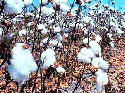 Cotton increased by Rs 800 | कापूस ८०० रुपयांनी वाढला