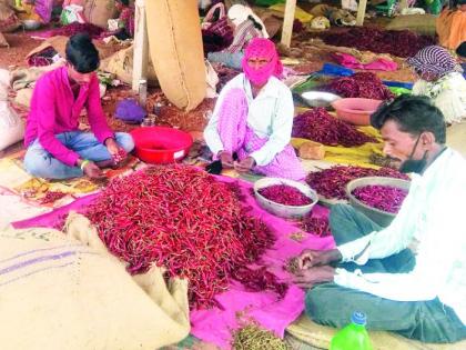 Support the laborers through chilli sticks | मिरची सातऱ्यातून मजुरांना आधार Support the laborers through chilli sticks | मिरची सातऱ्यातून मजुरांना आधार