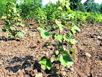 The thieves of the junket planted the seeds of the farmers | जिवतीत चोर बिटी बियाण्यांनी केला शेतकऱ्यांचा घात