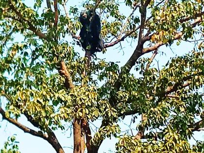 Bead bear on the tree at Maldangari | मालडोंगरी येथे झाडावर अस्वलाचे ठाण