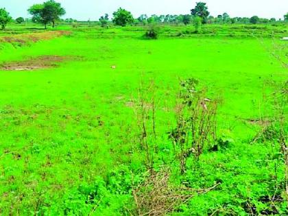 Waiting for the strong rain in Charmosheth | चामोर्शीत दमदार पावसाची प्रतीक्षा