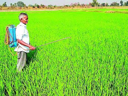 Due to crop disease on rice crops | धान पिकांवर रोगाचा प्रादुर्भाव