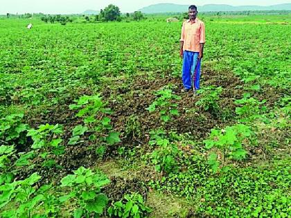 Crop damage from randers | रानडुकरांकडून पिकांचे नुकसान