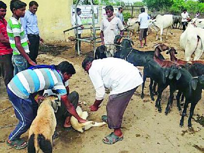 Farmer training at Wagholi | वाघोली येथे शेतकरी प्रशिक्षण