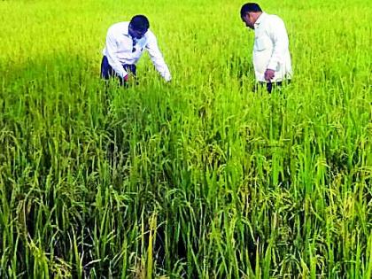 Rabi production likely to decline | धानाचे उत्पादन घटणार रबीचे वाढण्याची शक्यता