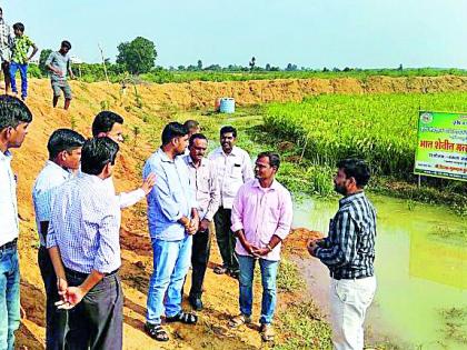 Fishery in paddy crop | धान पिकाच्या शेतीतच मत्स्यपालन