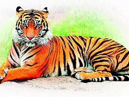  Terror of tigers increased in Savargaon area | सावरगाव परिसरात वाघांची दहशत वाढली