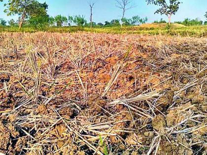 Farmer's trend has increased in soil testing | मृदा चाचणीकडे वाढला शेतकऱ्यांचा कल