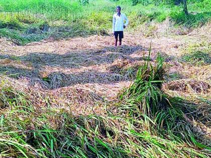 Farmers' Diwali Gad due to compensation; The district got 2 crore 70 lakhs | नुकसान भरपाईमुळे शेतकऱ्यांची दिवाळी गाेड; जिल्ह्याला मिळाले २ कोटी ७० लाख