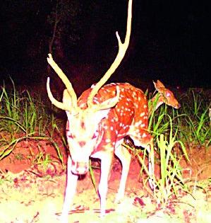 The cameras in the fields surrounding the wildlife department of Lavale Shenda area | वन्यजीव विभागाने लावले शेंडा परिसरातील शेतात कॅमेरे