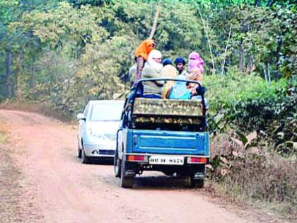 47 thousand tourists made jungle safari | ४७ हजार पर्यटकांनी केली जंगल सफारी