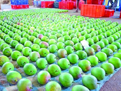 Absentee mango in Ratnagiri agriculture exhibition | रत्नागिरीच्या कृषी प्रदर्शनात हापूस आंबा गैरहजर