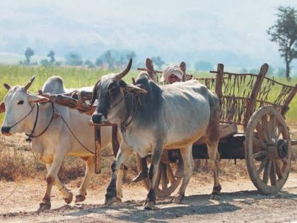 In the age of science, bullock carts are left only in name only! | विज्ञानयुगात बैलगाडी उरली केवळ नावापुरती !