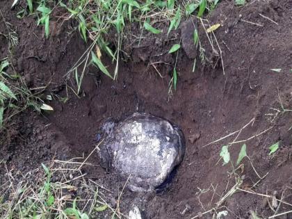 Fire Brigade personnel injured when carrying out the dead turtle in the well | विहिरीत मृत्यूमुखी पडलेल्या कासवाला बाहेर काढताना ‘अग्निशामक’चा जवान जखमी