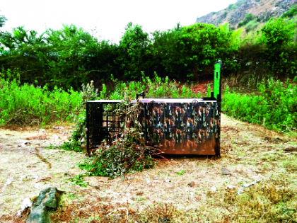 The one tension in the forest, catching a leopard in a pan | पन्हाळ्यातील बिबट्याला पकडताना ‘वन’ची दमछाक