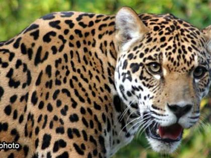 Leopard sightings with two calves | दोन बछड्यांसह बिबट्याचे दर्शन