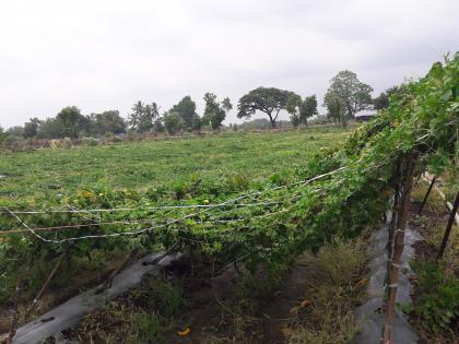 Carly garden landlord with torrential rain | वादळी पावसाने कारले बाग जमीनदोस्त