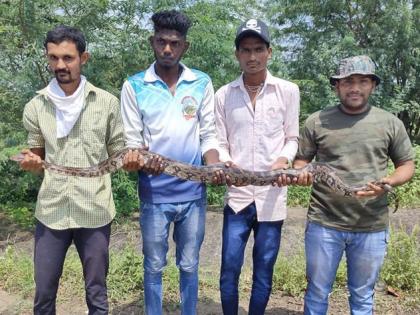 Surviving a wounded dragon | जखमी अजगरास जीवदान Surviving a wounded dragon | जखमी अजगरास जीवदान