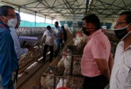 Navapur is looking to become a hotspot of bird flu again | बर्ड फ्ल्यूचा पुन्हा हॅाटस्पॅाट ठरू पहातेय नवापूर