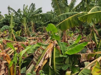 Damage to bananas in Mhaswad, Sultanpur area | म्हसावद, सुलतानपूर भागात केळीचे नुकसान Damage to bananas in Mhaswad, Sultanpur area | म्हसावद, सुलतानपूर भागात केळीचे नुकसान