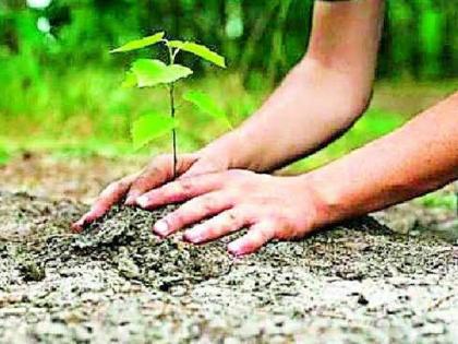 The tree of the district is rich in cropping | जिल्ह्याची वृक्ष लागवडीत कोटीची भरारी