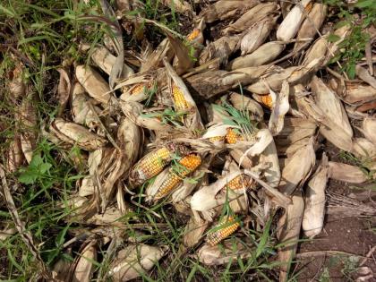Chilli and cotton are again a premature hit | मिरची व कापसाला पुन्हा अवकाळीचा फटका Chilli and cotton are again a premature hit | मिरची व कापसाला पुन्हा अवकाळीचा फटका