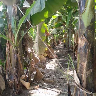Measures to curb banana production | केळी उत्पादनातील घट टाळण्यासाठी उपाययोजना Measures to curb banana production | केळी उत्पादनातील घट टाळण्यासाठी उपाययोजना