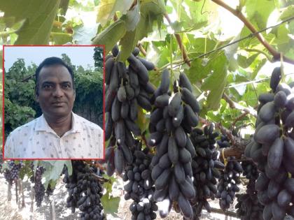 A farmer from Sawantpur in Sangli district discovered a new variety of grape. The National Research Center also gave a certificate | Sangli News: सावंतपुरातील शेतकऱ्याने शोधली द्राक्षाची नवी जात, राष्ट्रीय संशोधन केंद्राने प्रमाणपत्रही दिले  