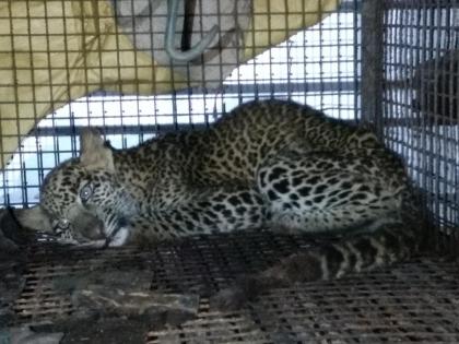 The leopard pierced in the house of Chiplun | चिपळुणात घरात घुसलेला बिबट्या जेरबंद