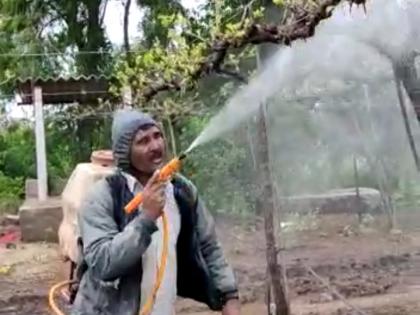 Insect attack on crops | पिकांवर किड्यांचं आक्रमण