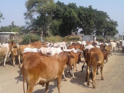  Fodder for fodder and water | चारा-पाण्यासाठी जनावरांचीही भटकंती