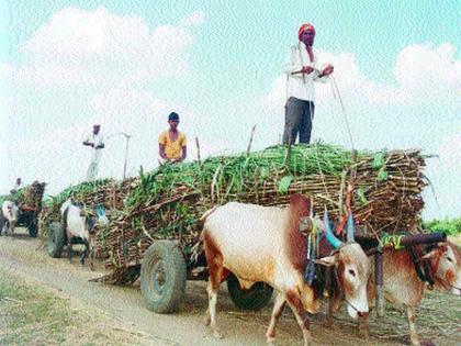 Farmers hiking: Cereals waiting for the cane crop to grow 900 hectares | शेतकरी हवालदिल : मजुरांअभावी उत्पादकांना मोठा भुर्दंड 900 हेक्टर ऊस तोडणीच्या प्रतीक्षेत