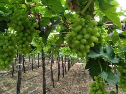 Due to the imbalance in the environment, the grape growers have the Hundhudi | वातावरणातील असमतोलामुळे द्राक्ष उत्पादकांना हुडहुडी