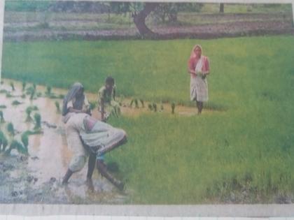 Due to strong rains, rice is grown in Lavaniya | दमदार पावसामुळे भात लावणीस वेग