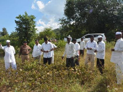 Rice, naglei, weeds ruin crops | भात, नागली, वरई पिकांची नासाडी