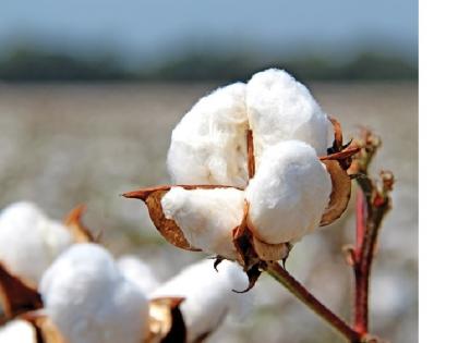 Cotton registration resumes at Chalisgaon | चाळीसगावला कपाशी नोंदणी पुन्हा सुरु