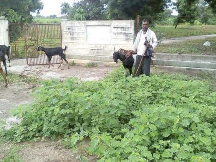 The time to maintain goats in Vidarbha's popular singer | विदर्भातील लोकप्रिय गायकावर शेळ्या राखण्याची वेळ