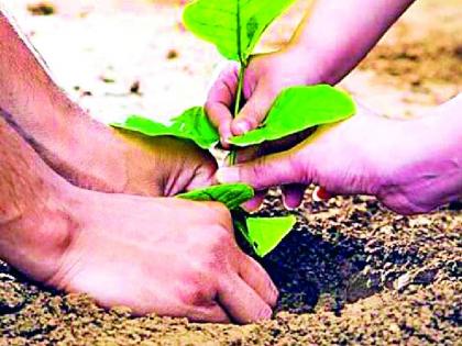 The school's tree planted in space and fund | जागा अन् फंडात अडकतेय शाळेतील वृक्षलागवड