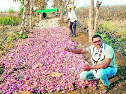 Onion yield of 1.20 lakh per acre | पाव एकरात घेतले १.२० लाखांच्या कांद्याचे उत्पन्न Onion yield of 1.20 lakh per acre | पाव एकरात घेतले १.२० लाखांच्या कांद्याचे उत्पन्न